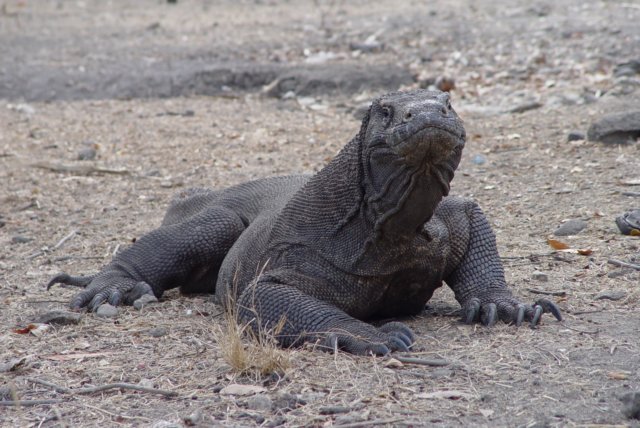 komodo varaan